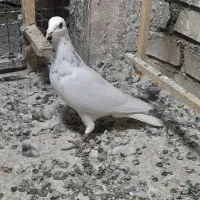 کبوتر. کفتر جوجه