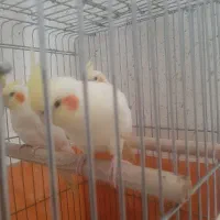 عروس هلندی ماده یک ساله
