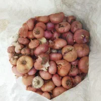 پیاز محلی درجه یک