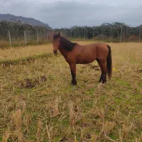 اسب جوان3ساله اروم باری سواری گعله دار فروشی|حیوانات مزرعه|چوبر, |دیوار