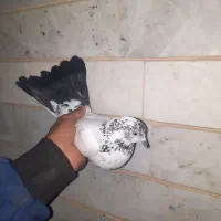 کبوتر|پرنده|شاهرود, |دیوار