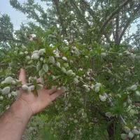 نهال بادام گلدانی|گل و گیاه طبیعی|نقده, |دیوار