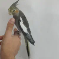 جوجه عروس هلندی/سهره/سهره قناری/قفس