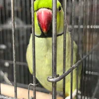 طوطی ملنگو سخنگو