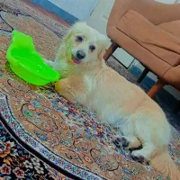 فروش فوری بخاطر مهاجرت