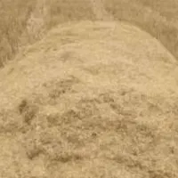 کاه و یونجه زرد