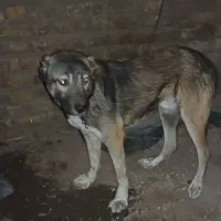 سگ نگهبان جوان