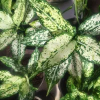 فروش گل و گیاه زینتی و آپارتمانی|گل و گیاه طبیعی|بیرجند, |دیوار