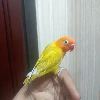 فروش یه کوتوله اوپال رنگ خاص