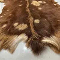 پوست طبیعی بز دباغی شده اصل با کیفیت|صنایع دستی و سایر لوازم تزئینی|کرج, ساماندهی|دیوار