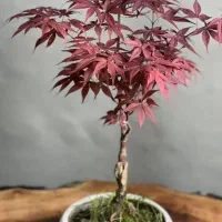 گل بنسای افرا قرمز پیوندی
