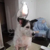 سگ گمشده|حیوانات|رشت, شهرک شهید مفتح|دیوار