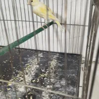 قناری ماده|پرنده|بروجرد, |دیوار