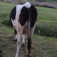 فروش گاو