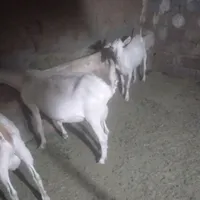 دو عدد بز سانن