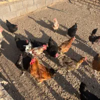 گله ۴۰ تایی مرغ وخروس
