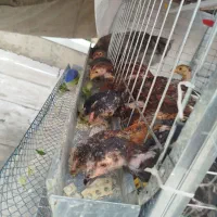 جوجه برهما لاری چینی فروشی