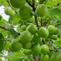 فروش آلوچه سبز و قرمز