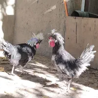 خروس لهستانی اصیل و سالم|حیوانات مزرعه|سنندج, |دیوار