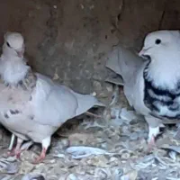 طوقی|پرنده|کلاله, |دیوار