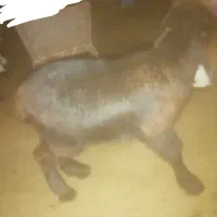 بزغاله خوشتیپ|حیوانات مزرعه|تربت‌حیدریه, فردوسی جنوبی|دیوار