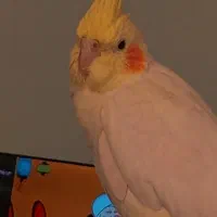 عروس هلندی ماده|پرنده|ملارد, |دیوار