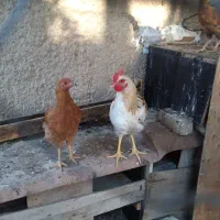 مرغ تخمی و خروس