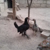 جوجه محلی|حیوانات مزرعه|شاهین دژ, |دیوار