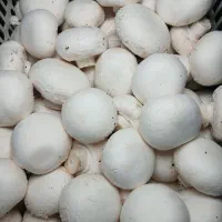 فروش قارچ تازه مستقیم از تولیدکننده