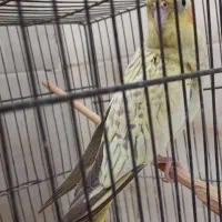 سه تا جوجه عروس|پرنده|صومعه‌سرا, |دیوار
