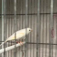 قناری سفید طوسی