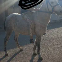 اسب مادیان|اسب و تجهیزات اسب‌سواری|بوئین زهرا, |دیوار