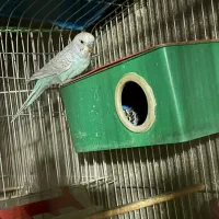 مرغ عشق معمولی با تخم