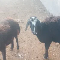 گوسفندجوان افشاری