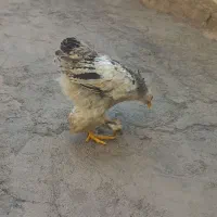 جوجه برهما و کاکلی