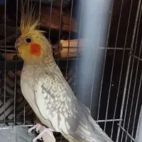 یک جفت عروس هلندی|پرنده|قم, ناصردیوان|دیوار