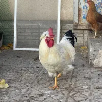 خروس محلی کاکل دار