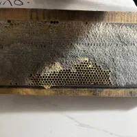 عسل گون طبیعی دامنه های رشته کوه سبلان|خوردنی و آشامیدنی|شاهدشهر, |دیوار