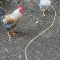 مرغ و خروس|حیوانات مزرعه|چابکسر, |دیوار