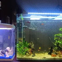 آکواریوم پلنت