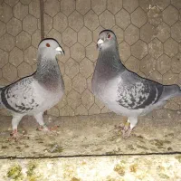 کبوتر پلاکی