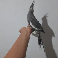 عروس هلندی ماده ۱ساله دستی|پرنده|تنکابن, |دیوار