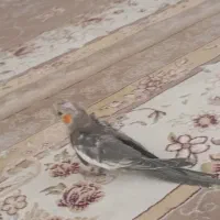 جوجه عروس هلندی