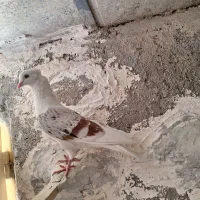 کبوتر تپرسرخ گرفتنی