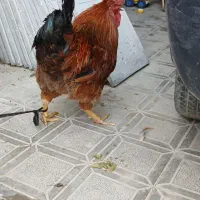 خروس|حیوانات مزرعه|مشهد, امین آباد|دیوار