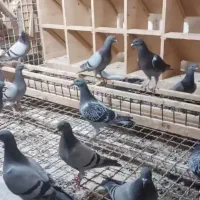 کبوتر پلاکی