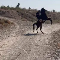 اسب مادیون کرد پر خون|اسب و تجهیزات اسب‌سواری|ساوه, |دیوار