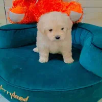 مالتیپو عروسکی|سگ|رشت, دیانتی|دیوار