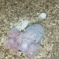 ۴عدد گرینچیک یلوساید سرلاکی