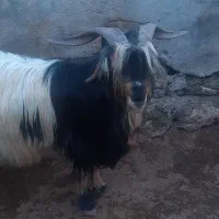 بهدهتخمیروزگاری|حیوانات مزرعه|ناغان, |دیوار